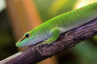 Madagascan Giant Day Gecko _DSC0032 sRGB-01.jpg