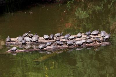 Turtles on logs _DSC0442 sRGB-01.jpg