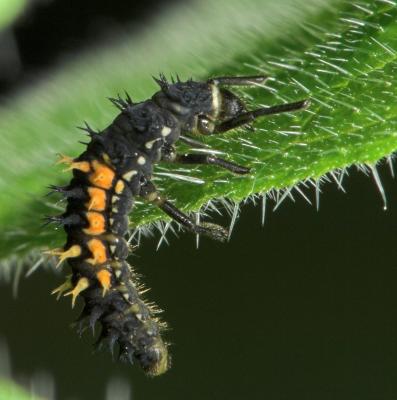 Ladybird larva