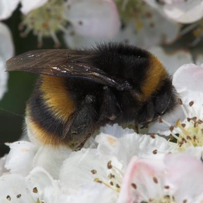 Bee on Hawthorn