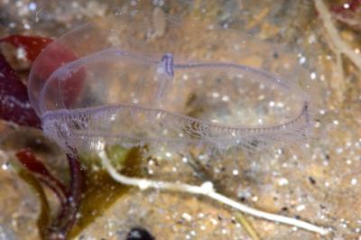 Jellyfish