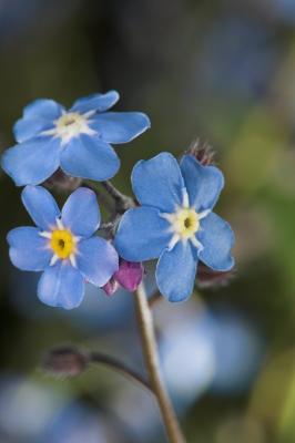 Forget-me-not