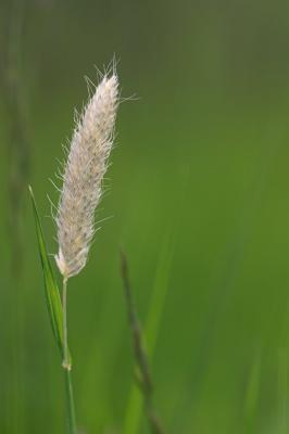Grass _DSC1366 sRGB-01.jpg