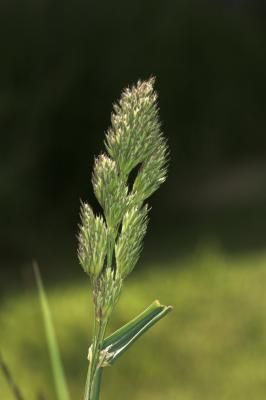 Grass _DSC1375 sRGB-01.jpg