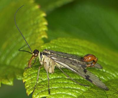 Scorpion Fly