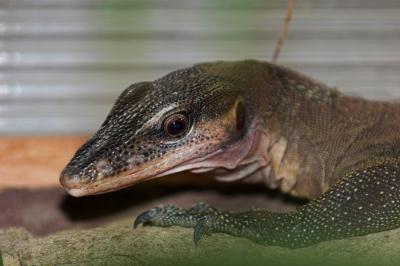 Peach Throated Monitor Lizard _DSC1857 sRGB-01.jpg