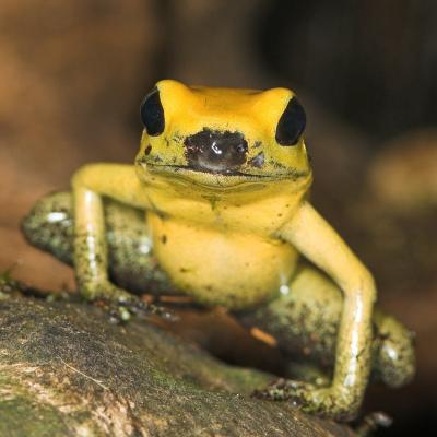 Bi-Coloured Poison Dart Frog _DSC1938 sRGB-01.jpg