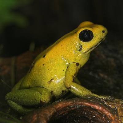 Bi-Coloured Poison Dart Frog _DSC1939 sRGB-01.jpg