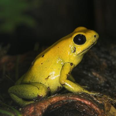 Bi-Coloured Poison Dart Frog _DSC1940 sRGB-01.jpg