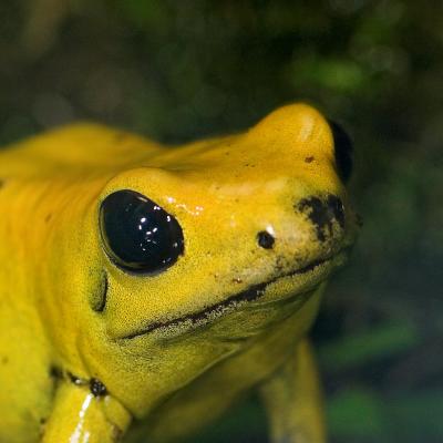 Bi-Coloured Poison Dart Frog _DSC1941 sRGB-01.jpg