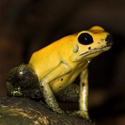 Bi-Coloured Poison Dart Frog _DSC1942 sRGB-01.jpg