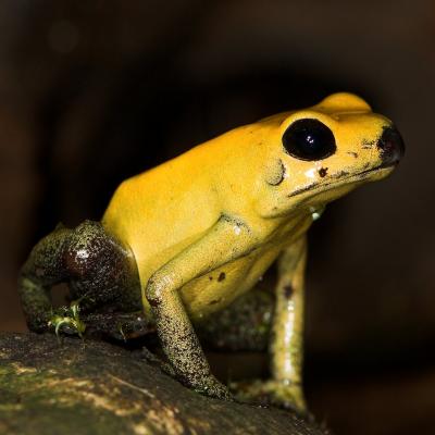 Bi-Coloured Poison Dart Frog _DSC1943 sRGB-01.jpg