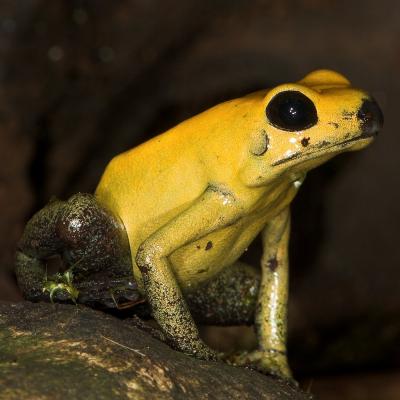 Bi-Coloured Poison Dart Frog _DSC1944 sRGB-01.jpg