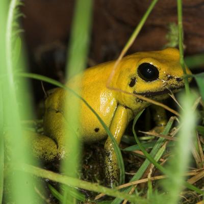 Bi-Coloured Poison Dart Frog _DSC1945 sRGB-01.jpg