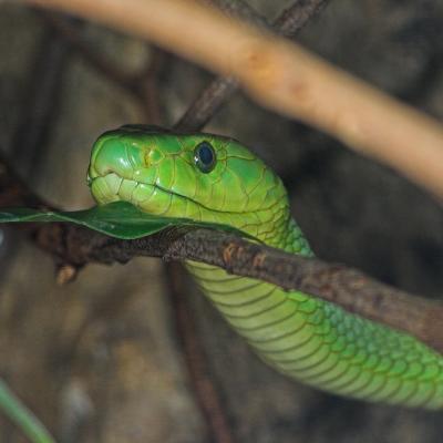 Green Mamba _DSC1957 sRGB-01.jpg