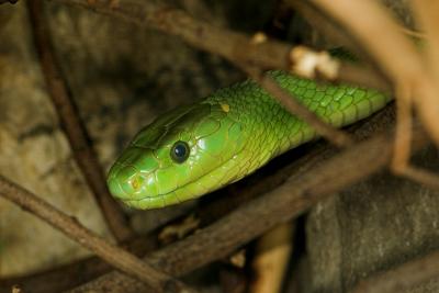 Green Mamba _DSC1952 sRGB-01.jpg