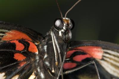 Postman Butterfly _DSC2102 sRGB-01.jpg