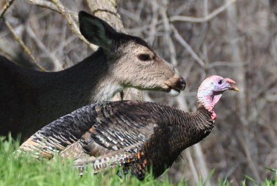 Deer and Turkey
