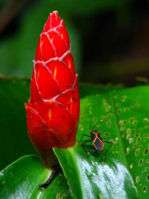 Red Ginger bloom & Leaf-footed Bug