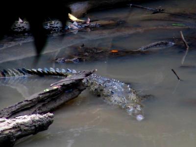 American Crocodile