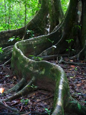 Ficus tree roots