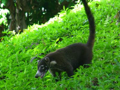 Coati Mondi