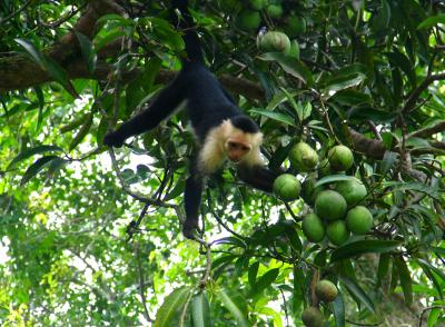 Capuchin Monkey throwing mangoes