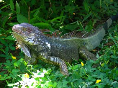 Green Iguana