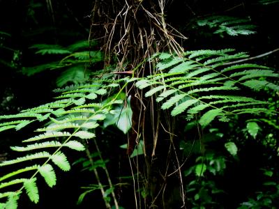 Mimosa pudica (Sensitive Plant)