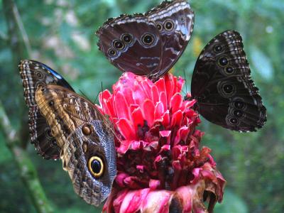 Morpho pleides  Calygo eurilochius