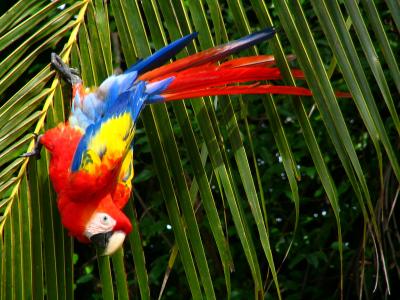 Scarlet Macaw