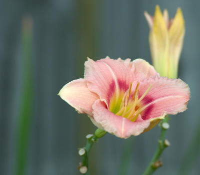 Pink Flower