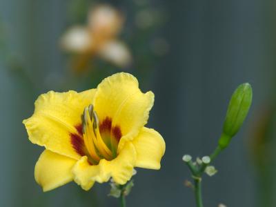 Yellow Flower II