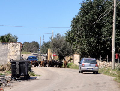 Moving Cows Down the Street
