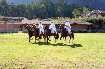 Wayra Ranch-Peruvian Paso horses