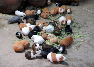 Inside a local family residence-Cuy-(Guinea Pig )