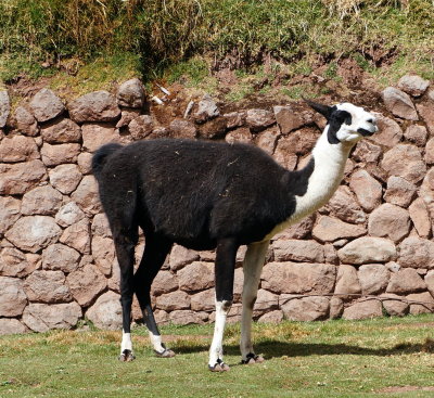 Awana Kancha-Llama