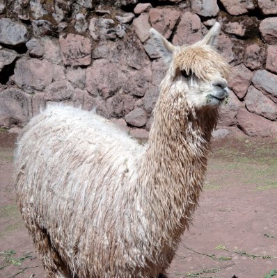 Awana Kancha-Alpaca