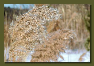 Common reed, wintertime