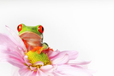 red eye tree frogs 4-1.jpg
