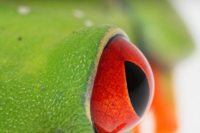 red eye tree frogs 2-1.jpg