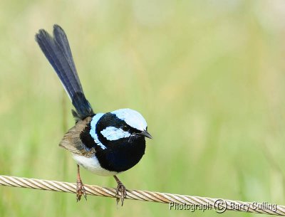 Superb Fairy Wren 01.jpg