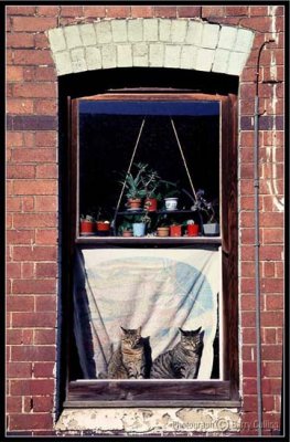 Sydney Wooloomooloo-Window-2.jpg