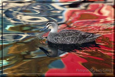 Duck & Reflected Building Darling Harbour1.jpg