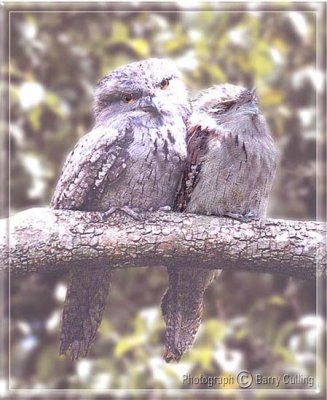 Tawny Frogmouths.jpg