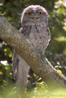 Tawny-Frogmouth.jpg