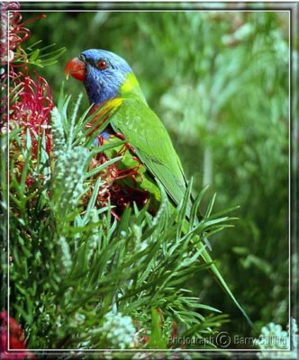 Rainbow Lorikeet.jpg