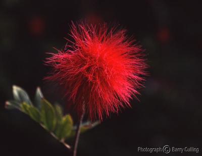 Backlight red fluff flower.jpg