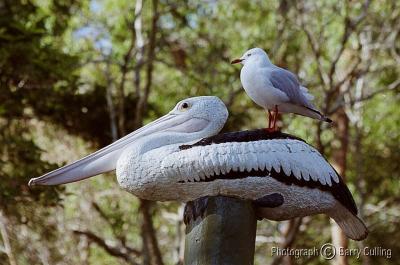 Gull on Pelican jpg.jpg