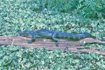 t15s120_Gator in Corkscrew Swamp, FL, May 1985.jpg